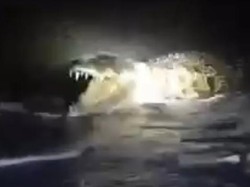 Buaya Muncul di Pesisir Pantai Majene, BKSDA Imbau Warga Waspada