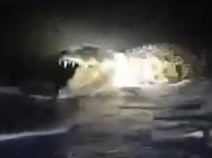 Buaya Muncul di Pesisir Pantai Majene, BKSDA Imbau Warga Waspada Buaya Muncul di Pesisir Pantai Majene, BKSDA Imbau Warga Waspada