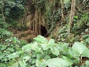 Kisah Goa Raksasa Sanggulan dan Pantangan Makan Timbul Kisah Goa Raksasa Sanggulan dan Pantangan Makan Timbul