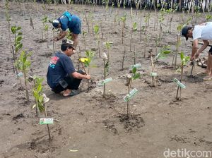 Upaya Pemulihan Kawasan Pesisir Indramayu Lewat Konservasi Mangrove
