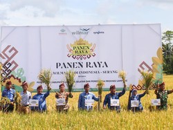 Jurus Wilmar Padi Tingkatkan Produktivitas Padi Lewat Penerapan GAP