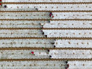 Foto Memukau Panen Bawang dari Lensa Kamera Drone