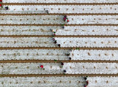 Foto Memukau Panen Bawang dari Lensa Kamera Drone