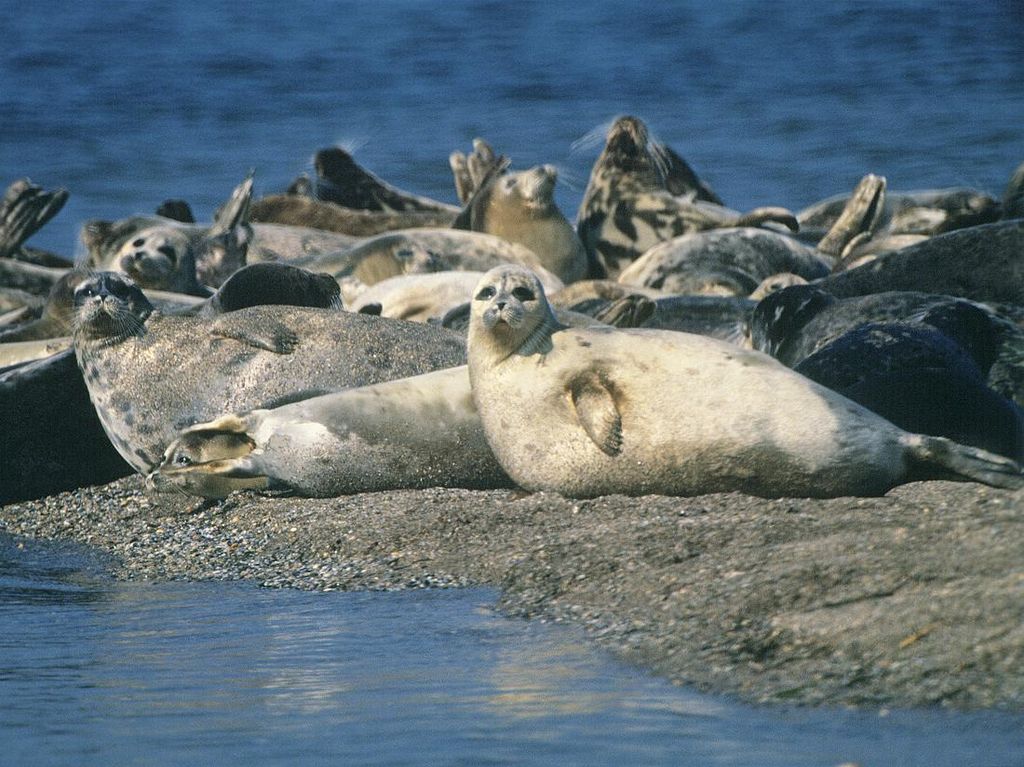 Ratusan Anjing Laut Mati di Pantai Kaspia