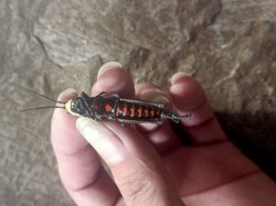 Warga Gunungkidul Meninggal Diduga gegara Konsumsi Belalang Setan