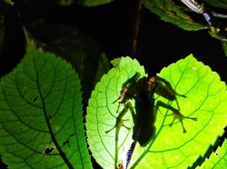 Biofluoresensi Katak: Momen Keluarkan Cahaya Berwarna untuk Berbagai Tujuan