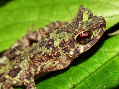 Wow! Katak Pelangi Ditemukan Lagi Setelah Hilang Lebih 1 Abad