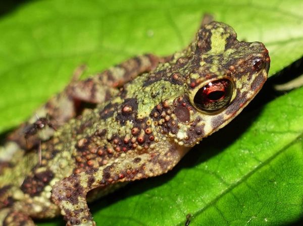 Wow! Katak Pelangi Ditemukan Lagi Setelah Hilang Lebih 1 Abad