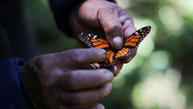 A park ranger holds a male monarch butterfly at the Sierra Chincua butterfly sanctuary in Angangeo, Michoacan state, Mexico December 3, 2022. REUTERS/Raquel Cunha