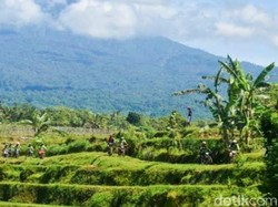 Warga Lereng Gunung Raung Dihantui Teror Macan Tutul yang Turun ke Ladang