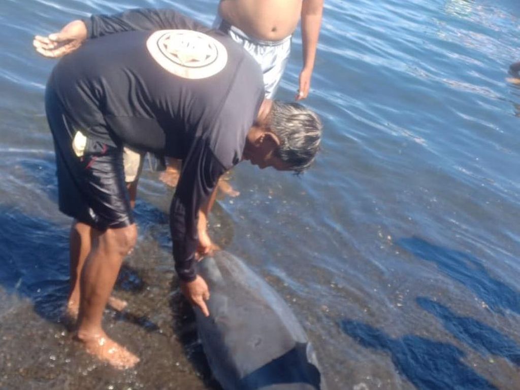 Lumba-lumba Fraser Ditemukan Mati Terdampar di Pantai Penimbangan Lumba-lumba Fraser Ditemukan Mati Terdampar di Pantai Penimbangan