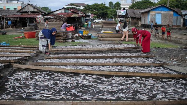 Mengintip Produksi Ikan Asin di Aceh