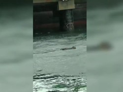 Penampakan Buaya Gresik Hoaks, Reptil Itu Ternyata di Balikpapan