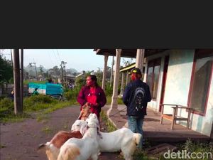 Puluhan Pengungsi Semeru Paksa Pulang ke Rumah demi Evakuasi Ternak