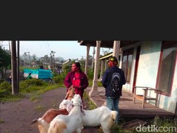 Puluhan Pengungsi Semeru Paksa Pulang ke Rumah demi Evakuasi Ternak