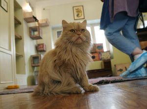 Kucing Sudah Ramah dengan Manusia Sejak 12 Ribu Tahun Lalu, Peneliti Ungkap Sejarahnya