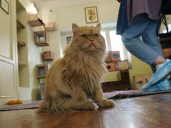 Kucing Sudah Ramah dengan Manusia Sejak 12 Ribu Tahun Lalu, Peneliti Ungkap Sejarahnya