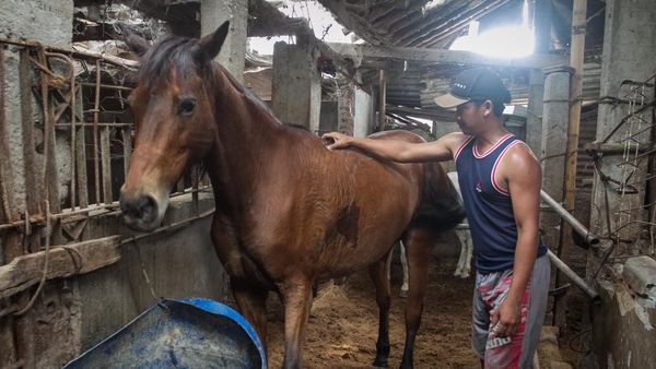 Intip Perawatan Kuda Kirab Jelang Pernikahan Kaesang dan Erina
