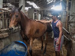 Intip Perawatan Kuda Kirab Jelang Pernikahan Kaesang dan Erina