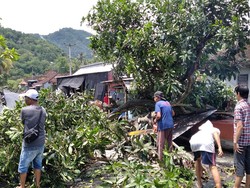 Pohon Mangga Tumbang Hancurkan Warung-Rusak Motor di Karangasem