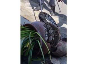 Detik-detik Evakuasi Ular Piton Raksasa dalam Pot di Denpasar