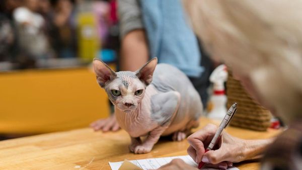 Deretan Kucing Termahal di Dunia