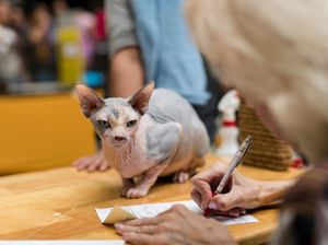 Deretan Kucing Termahal di Dunia
