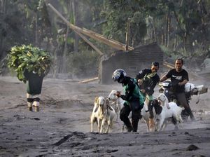 Video: Ratusan Ekor Hewan Ternak Mati Akibat Erupsi Gunung Semeru