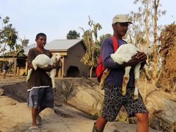 Warga Evakuasi Ternaknya Usai Erupsi Semeru