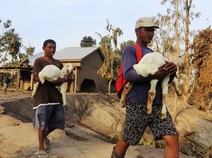 Warga Evakuasi Ternaknya Usai Erupsi Semeru