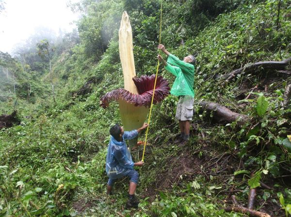 Wow... Bunga Bangkai Raksasa Mekar di Hutan Sumbar