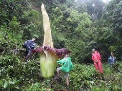 10 Bunga Terbesar di Dunia, Ada Titan Arum Hingga Rafflesia Arnoldi
