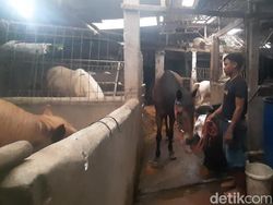 Mengenal Agustin, Kuda Penarik Kereta Jokowi di Tasyakuran Pernikahan Kaesang