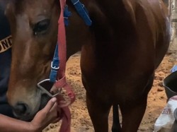 Kisah Agustin, Kuda Kesayangan Jokowi yang Dipakai Kirab Kaesang-Erina