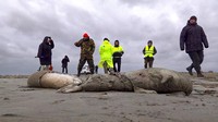 2.500 Anjing Laut Maut Ditemukan Mati Misterius di Pantai Rusia