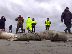 2.500 Anjing Laut Maut Ditemukan Mati Misterius di Pantai Rusia