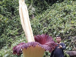 Heboh Penemuan Bunga Bangkai Raksasa di Kebun Milik Warga Agam