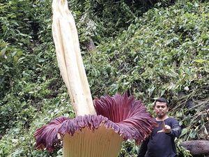 Heboh Penemuan Bunga Bangkai Raksasa di Kebun Milik Warga Agam Heboh Penemuan Bunga Bangkai Raksasa di Kebun Milik Warga Agam