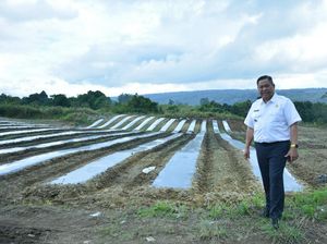 Mengenal Kawasan Pertanian Terpadu Pemkab Dairi untuk Kendalikan Inflasi