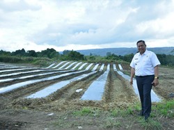 Mengenal Kawasan Pertanian Terpadu Pemkab Dairi untuk Kendalikan Inflasi