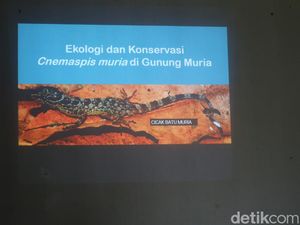 Mengenal Cecak Batu Muria yang Hanya Ditemukan di Pegunungan Muria