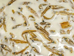 Uniknya Es Krim Rasa Ikan Teri, Mau Coba?