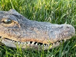 Meow! Bukan Ikan, Kucing Ini Bawa Pulang Kepala Buaya buat Tuannya