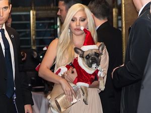 Penculik Anjing Lady Gaga Terancam Dipenjara 21 Tahun Penculik Anjing Lady Gaga Terancam Dipenjara 21 Tahun