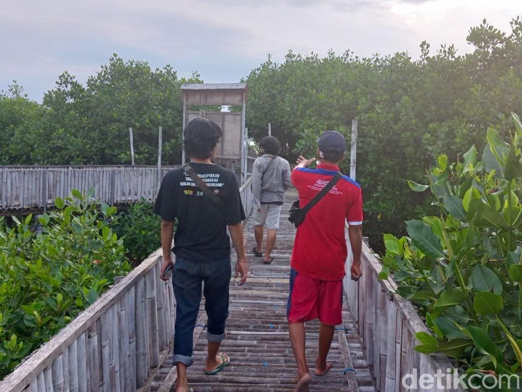 Melihat Mangrove Edupark Tambakrejo, Wisata Alam Rintisan Nelayan Semarang Melihat Mangrove Edupark Tambakrejo, Wisata Alam Rintisan Nelayan Semarang