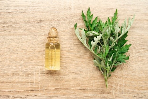 Mugwort Mugwort bermanfaat untuk menenangkan kulit