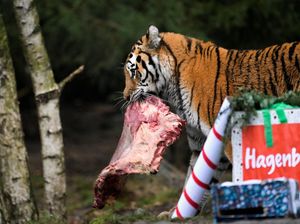 Ngeri! Harimau Berkeliaran di Pemukiman Warga Siak