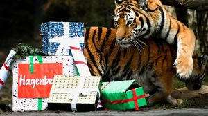 Nggak Mau Kalah, Harimau di Kebun Binatang Jerman Dapat Kado Natal