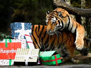 Nggak Mau Kalah, Harimau di Kebun Binatang Jerman Dapat Kado Natal
