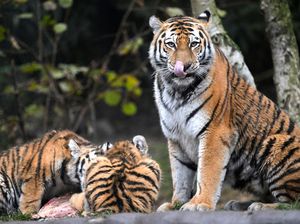 Kalender Jawa Selasa Kliwon 10 September 2024: Awas Binatang Buas